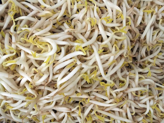 Mung Bean Sprouts 150g – EZ-Fresh Food